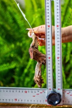 Driftwood For Moss Terrarium, Miniature, Micro Landscape, 7036 -Glass Plant Store IMG 7668