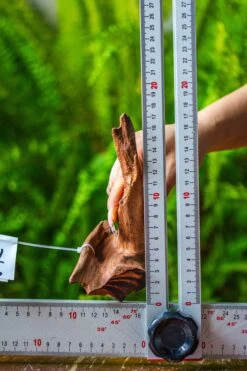 Driftwood For Moss Terrarium, Miniature, Micro Landscape, 7045 -Glass Plant Store IMG 7673