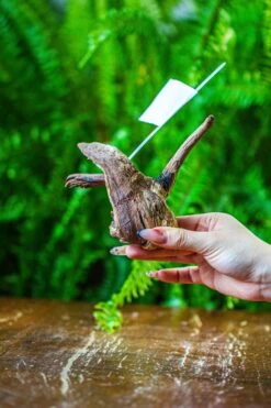 Driftwood For Moss Terrarium, Miniature, Micro Landscape, 7038 -Glass Plant Store IMG 7680