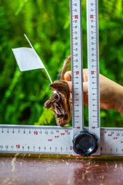 Driftwood For Moss Terrarium, Miniature, Micro Landscape, 7038 -Glass Plant Store IMG 7681