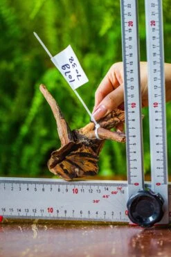 Driftwood For Moss Terrarium, Miniature, Micro Landscape, 7038 -Glass Plant Store IMG 7682