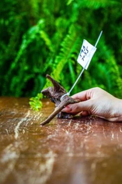 Driftwood For Moss Terrarium, Miniature, Micro Landscape, 7035 -Glass Plant Store IMG 7684