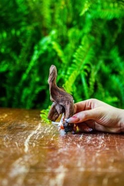 Driftwood For Moss Terrarium, Miniature, Micro Landscape, 7053 -Glass Plant Store IMG 7689 b4ef03a8 987b 4b91 a8f2 c582cea222c8