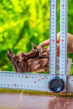 Driftwood For Moss Terrarium, Miniature, Micro Landscape, 7052 -Glass Plant Store IMG 7698