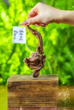 Driftwood For Moss Terrarium, Miniature, Micro Landscape, 7048 -Glass Plant Store IMG 7706