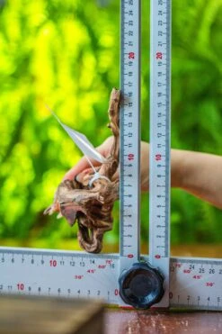 Driftwood For Moss Terrarium, Miniature, Micro Landscape, 7048 -Glass Plant Store IMG 7708