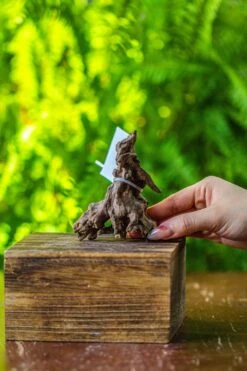 Driftwood For Moss Terrarium, Miniature, Micro Landscape, 7026 -Glass Plant Store IMG 7719