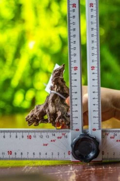 Driftwood For Moss Terrarium, Miniature, Micro Landscape, 7026 -Glass Plant Store IMG 7720