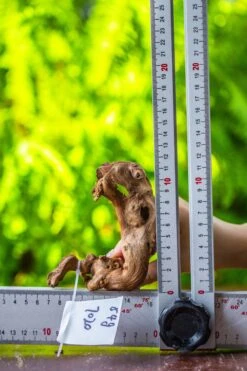 Driftwood For Moss Terrarium, Miniature, Micro Landscape, 7020 -Glass Plant Store IMG 7759 5130cf05 1a6c 4351 96b4 1954e4ebd535