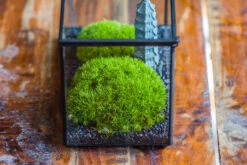 Preserved Moss Terrarium Miniature DIY Set, Japanese Zen Style, Preserved Leucobryum Moss And Pagoda, 17*10*12cm / 6.7 X 3.9 X 4.7" 24 Preserved Moss Terrarium Miniature DIY Set, Japanese Zen Style, Preserved Leucobryum Moss And Pagoda, 17*10*12cm / 6.7 X 3.9 X 4.7" -Glass Plant Store IMG 7762