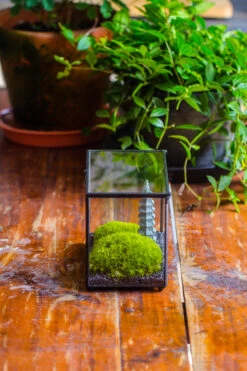 Preserved Moss Terrarium Miniature DIY Set, Japanese Zen Style, Preserved Leucobryum Moss And Pagoda, 17*10*12cm / 6.7 X 3.9 X 4.7" 26 Preserved Moss Terrarium Miniature DIY Set, Japanese Zen Style, Preserved Leucobryum Moss And Pagoda, 17*10*12cm / 6.7 X 3.9 X 4.7" -Glass Plant Store IMG 7769 2