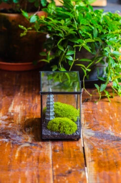 Preserved Moss Terrarium Miniature DIY Set, Japanese Zen Style, Preserved Leucobryum Moss And Pagoda, 17*10*12cm / 6.7 X 3.9 X 4.7" 28 Preserved Moss Terrarium Miniature DIY Set, Japanese Zen Style, Preserved Leucobryum Moss And Pagoda, 17*10*12cm / 6.7 X 3.9 X 4.7" -Glass Plant Store IMG 7771 2