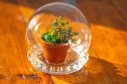 3 Units Mini Glass Globe Cloche With Decorative Beaded Base 9.5x10.8cm -Glass Plant Store IMG 7913
