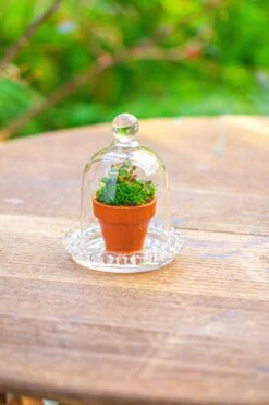 3 Units Mini Bell Shape Glass Cloche Dome With Beaded Decorative Base 9.5x14cm 35 3 Units Mini Bell Shape Glass Cloche Dome With Beaded Decorative Base 9.5x14cm -Glass Plant Store IMG 7978 5f8394fd 3fea 4e85 83eb e0e5ddb701e0