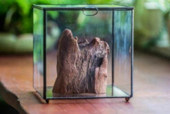 Natural Driftwood For Moss Terrarium, Miniature, Micro Landscape, Unique 10-26, Suitable For Both Live And Preserved Moss 9 Natural Driftwood For Moss Terrarium, Miniature, Micro Landscape, Unique 10-26, Suitable For Both Live And Preserved Moss -Glass Plant Store IMG 7983