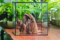 Natural Driftwood For Moss Terrarium, Miniature, Micro Landscape, Unique 10-11, Suitable For Both Live And Preserved Moss 15 Natural Driftwood For Moss Terrarium, Miniature, Micro Landscape, Unique 10-11, Suitable For Both Live And Preserved Moss -Glass Plant Store IMG 8018