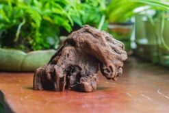 Natural Driftwood For Moss Terrarium, Miniature, Micro Landscape, Unique 10-30, Suitable For Both Live And Preserved Moss 11 Natural Driftwood For Moss Terrarium, Miniature, Micro Landscape, Unique 10-30, Suitable For Both Live And Preserved Moss -Glass Plant Store IMG 8022