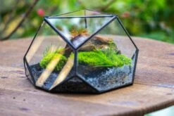 Geometric Terrarium Irregular, Handmade,Tin And Glass 27 Geometric Terrarium Irregular, Handmade,Tin And Glass -Glass Plant Store IMG 8056 efbb59bd 1110 4205 b505 47f76b876d22