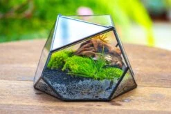 Geometric Terrarium Irregular, Handmade,Tin And Glass 30 Geometric Terrarium Irregular, Handmade,Tin And Glass -Glass Plant Store IMG 8059 fd5b89d8 dfd0 4399 b85b cb065905562a