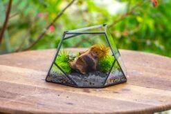 Geometric Terrarium Irregular, Handmade,Tin And Glass 34 Geometric Terrarium Irregular, Handmade,Tin And Glass -Glass Plant Store IMG 8063 4bd214ae 923f 4351 a309 5aeb03553f5a