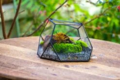 Geometric Terrarium Irregular, Handmade,Tin And Glass 37 Geometric Terrarium Irregular, Handmade,Tin And Glass -Glass Plant Store IMG 8066 a613297b b63a 4181 9415 627cfefa8b75