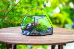 Geometric Terrarium Irregular, Handmade,Tin And Glass 38 Geometric Terrarium Irregular, Handmade,Tin And Glass -Glass Plant Store IMG 8067 35daaf36 1b5b 4320 88d7 5f788f8fd556