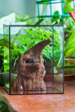 Natural Driftwood For Moss Terrarium, Miniature, Micro Landscape, Unique 10-6, Suitable For Both Live And Preserved Moss 9 Natural Driftwood For Moss Terrarium, Miniature, Micro Landscape, Unique 10-6, Suitable For Both Live And Preserved Moss -Glass Plant Store IMG 8094