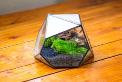 Geometric Terrarium Irregular, Handmade,Tin And Glass 25 Geometric Terrarium Irregular, Handmade,Tin And Glass -Glass Plant Store IMG 8124 cbac7295 ba09 4753 9655 f9f0660a0e35