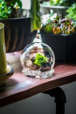 3 Units Mini Glass Globe Cloche With Decorative Beaded Base 9.5x10.8cm -Glass Plant Store IMG 8147