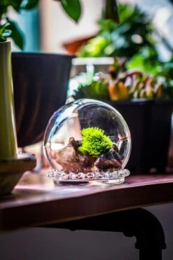 3 Units Mini Glass Globe Cloche With Decorative Beaded Base 9.5x10.8cm -Glass Plant Store IMG 8148