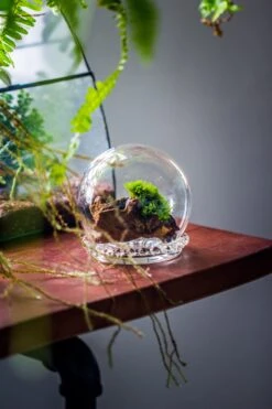 3 Units Mini Glass Globe Cloche With Decorative Beaded Base 9.5x10.8cm -Glass Plant Store IMG 8150