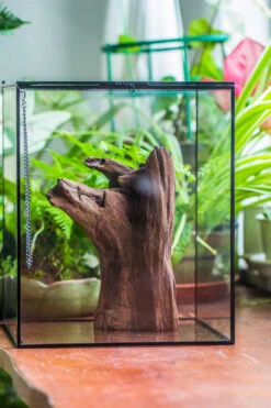 Natural Driftwood For Moss Terrarium, Miniature, Micro Landscape, Unique 10-22, Suitable For Both Live And Preserved Moss 13 Natural Driftwood For Moss Terrarium, Miniature, Micro Landscape, Unique 10-22, Suitable For Both Live And Preserved Moss -Glass Plant Store IMG 8150 87935ea5 573d 4773 b3b0 600932d3f384