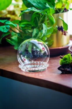 3 Units Mini Glass Globe Cloche With Decorative Beaded Base 9.5x10.8cm -Glass Plant Store IMG 8154