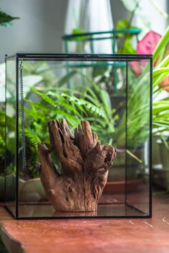 Natural Driftwood For Moss Terrarium, Miniature, Micro Landscape, Unique 10-17, Suitable For Both Live And Preserved Moss 9 Natural Driftwood For Moss Terrarium, Miniature, Micro Landscape, Unique 10-17, Suitable For Both Live And Preserved Moss -Glass Plant Store IMG 8155