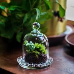 3 Units Mini Bell Shape Glass Cloche Dome With Beaded Decorative Base 9.5x14cm 22 3 Units Mini Bell Shape Glass Cloche Dome With Beaded Decorative Base 9.5x14cm -Glass Plant Store IMG 8180 2
