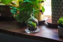 3 Units Mini Bell Shape Glass Cloche Dome With Beaded Decorative Base 9.5x14cm 27 3 Units Mini Bell Shape Glass Cloche Dome With Beaded Decorative Base 9.5x14cm -Glass Plant Store IMG 8187