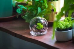 3 Units Mini Glass Globe Cloche With Decorative Beaded Base 9.5x10.8cm -Glass Plant Store IMG 8191