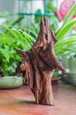 Natural Driftwood For Moss Terrarium, Miniature, Micro Landscape, Unique 10-33, Suitable For Both Live And Preserved Moss 14 Natural Driftwood For Moss Terrarium, Miniature, Micro Landscape, Unique 10-33, Suitable For Both Live And Preserved Moss -Glass Plant Store IMG 8196