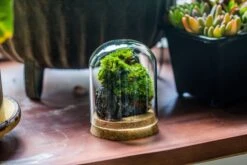Glass Cloche Dome Tube Glass Cloche Dome With Corkplug Multiple Size Available -Glass Plant Store IMG 8201