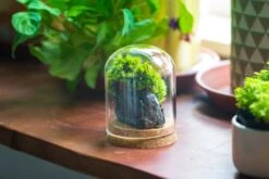 Glass Cloche Dome Tube Glass Cloche Dome With Corkplug Multiple Size Available -Glass Plant Store IMG 8202 2