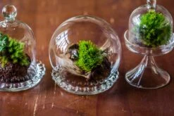 3 Units Mini Glass Globe Cloche With Decorative Beaded Base 9.5x10.8cm -Glass Plant Store IMG 8212