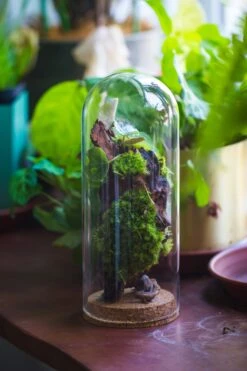 Glass Cloche Dome Tube Glass Cloche Dome With Corkplug Multiple Size Available -Glass Plant Store IMG 8232
