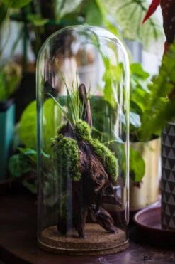 Glass Cloche Dome Tube Glass Cloche Dome With Corkplug Multiple Size Available -Glass Plant Store IMG 8233