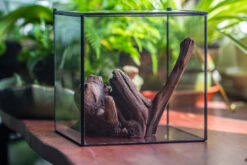 Natural Driftwood For Moss Terrarium, Miniature, Micro Landscape, Unique 10-54, Suitable For Both Live And Preserved Moss 13 Natural Driftwood For Moss Terrarium, Miniature, Micro Landscape, Unique 10-54, Suitable For Both Live And Preserved Moss -Glass Plant Store IMG 8244 2941f8df 23e2 4038 9148 9253116044b0