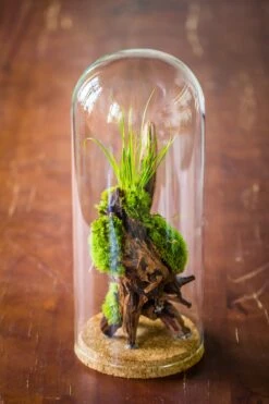 Glass Cloche Dome Tube Glass Cloche Dome With Corkplug Multiple Size Available -Glass Plant Store IMG 8257