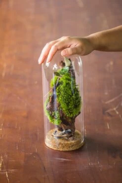 Glass Cloche Dome Tube Glass Cloche Dome With Corkplug Multiple Size Available -Glass Plant Store IMG 8260