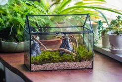 Handmade Close House-shaped Glass Terrarium Enclosure, With Acrylic Mesh Vent, For Jumping Spider, Snail Habitat, Terrarium Only -Glass Plant Store IMG 8269