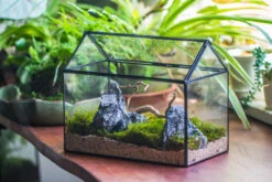 Handmade Close House-shaped Glass Terrarium Enclosure, With Acrylic Mesh Vent, For Jumping Spider, Snail Habitat, Terrarium Only -Glass Plant Store IMG 8272