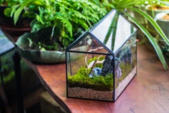 Handmade Close House-shaped Glass Terrarium Enclosure, With Acrylic Mesh Vent, For Jumping Spider, Snail Habitat, Terrarium Only -Glass Plant Store IMG 8275
