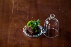 3 Units Mini Bell Shape Glass Cloche Dome With Beaded Decorative Base 9.5x14cm 33 3 Units Mini Bell Shape Glass Cloche Dome With Beaded Decorative Base 9.5x14cm -Glass Plant Store IMG 8276